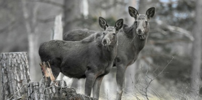 Naturen nära